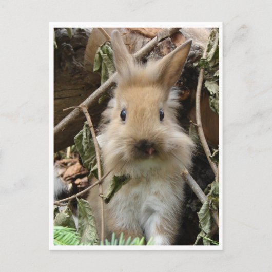 Kaninchen, konijn briefkaart (Voorkant)