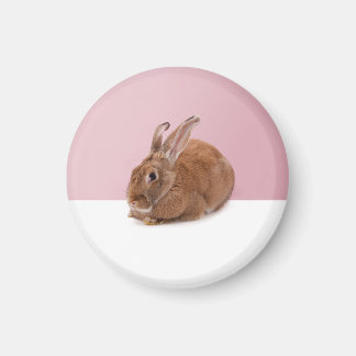 Kaninchen Magneet