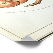 Kanker Astrologische Tekening Poster (Hoek)