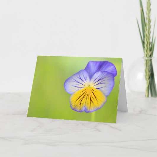 Kankeraanmoedigingspansy Kaart (Voorkant)