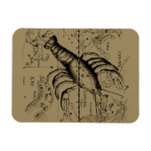 Kankerconstellatie door Hevelius circa 1690 Magneet (Horizontaal)