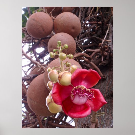 Kannonbalboom Poster (Voorkant)