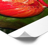 kanonnen Poster "kokokoskrab" (Hoek)