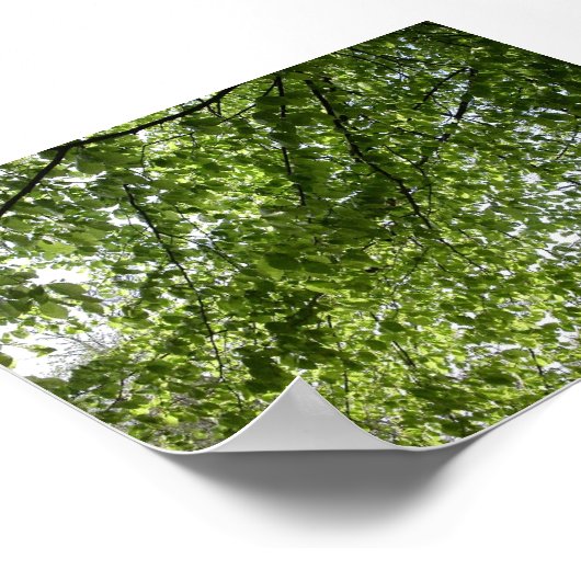 Kanopie Poster (Hoek)