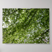 Kanopie Poster (Voorkant)