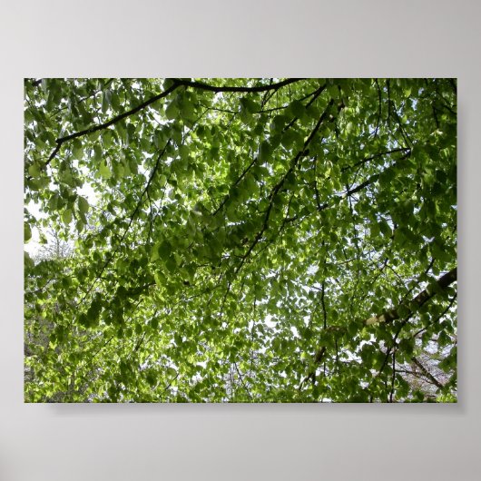 Kanopie Poster (Voorkant)