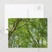 Kanopie van de groene Natuur van voorjaarsbladeren Briefkaart (Voorkant / Achterkant)