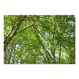Kanopie van de groene Natuur van voorjaarsbladeren Foto Afdruk