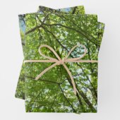Kanopie van de groene Natuur van voorjaarsbladeren Inpakpapier Vel (In situ)