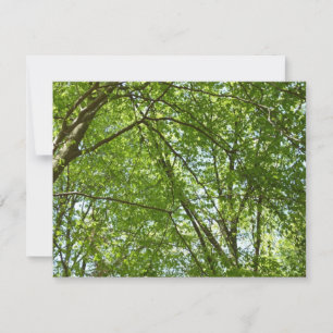 Kanopie van de groene Natuur van voorjaarsbladeren Kaart