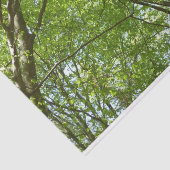 Kanopie van de groene Natuur van voorjaarsbladeren Tissuepapier (Detail)