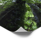 Kanopies van paardenbomen in de plaatselijke strui poster (Hoek)