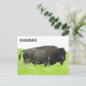 Kansas - Bison/Buffalo Bull Briefkaart (Staand voorkant)