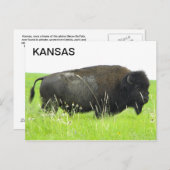 Kansas - Bison/Buffalo Bull Briefkaart (Voorkant / Achterkant)