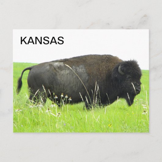 Kansas - Bison/Buffalo Bull Briefkaart (Voorkant)