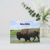 Kansas Buffalo Maxwell Wildlife Refuge Briefkaart (Staand voorkant)