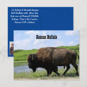 Kansas Buffalo Maxwell Wildlife Refuge Briefkaart (Voorkant / Achterkant)