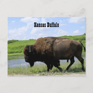 Kansas Buffalo Maxwell Wildlife Refuge Briefkaart