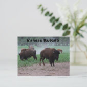 Kansas Buffalo POST CARD Briefkaart (Staand voorkant)