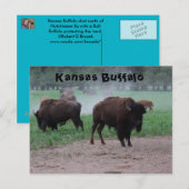 Kansas Buffalo POST CARD Briefkaart (Voorkant / Achterkant)