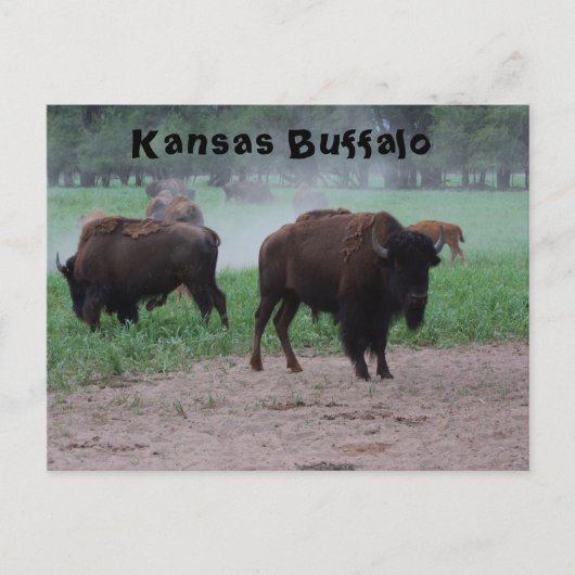 Kansas Buffalo POST CARD Briefkaart (Voorkant)