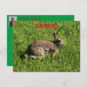 Kansas Bunny Rabbit Closeup Post Kaart. Briefkaart (Voorkant / Achterkant)