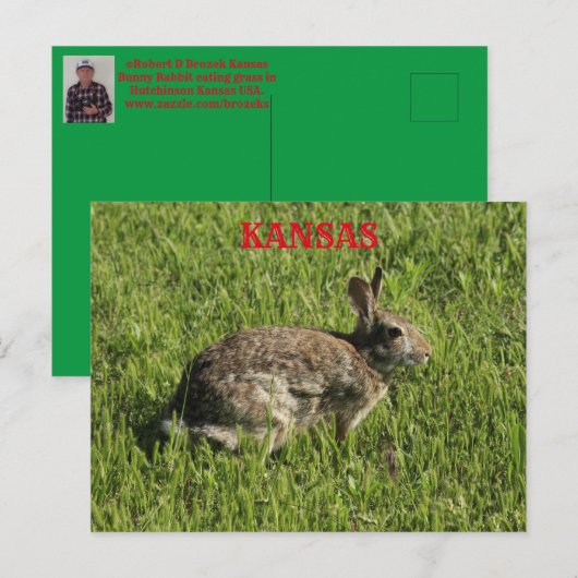 Kansas Bunny Rabbit Closeup Post Kaart. Briefkaart (Voorkant / Achterkant)