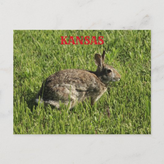Kansas Bunny Rabbit Closeup Post Kaart. Briefkaart (Voorkant)