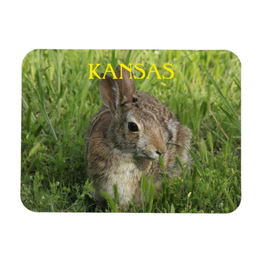 Kansas Bunny Rabbit Magneet (Horizontaal)