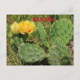 Kansas Cactus blooming Post Kaart