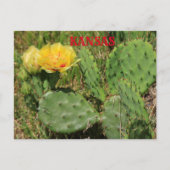 Kansas Cactus blooming Post Kaart (Voorkant)