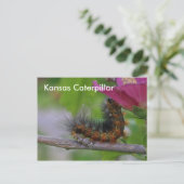 Kansas Caterstyle closeup POST CARD Briefkaart (Staand voorkant)