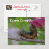 Kansas Caterstyle closeup POST CARD Briefkaart (Voorkant / Achterkant)
