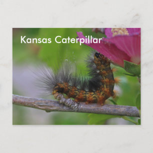 Kansas Caterstyle closeup POST CARD Briefkaart