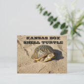 Kansas Country Box Shell Turtle Post Card Briefkaart (Staand voorkant)