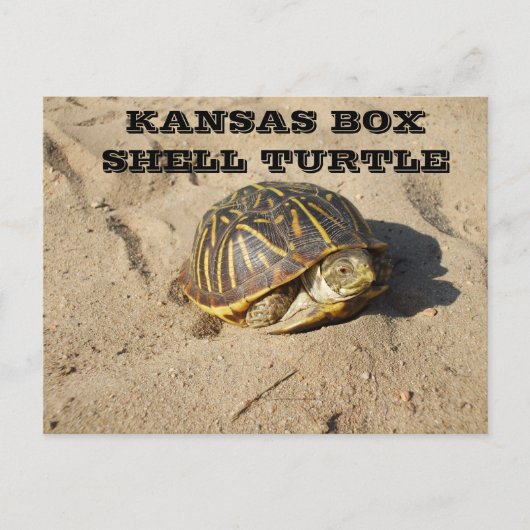 Kansas Country Box Shell Turtle Post Card Briefkaart (Voorkant)