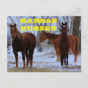 Kansas Country Horse's Post Card Briefkaart
