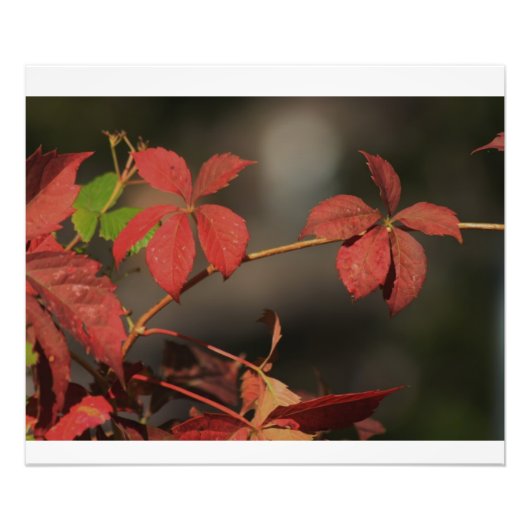 Kansas Country Red vine Foto Afdruk (Voorkant)