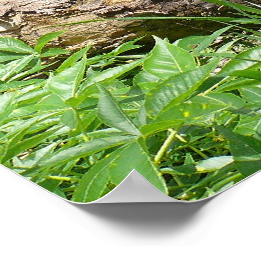 Kansas Countryside Poster (Hoek)