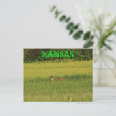Kansas Deer in een Wheat Field Post Kaart. Briefkaart (Staand voorkant)