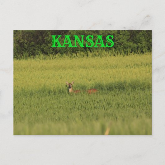 Kansas Deer in een Wheat Field Post Kaart. Briefkaart (Voorkant)