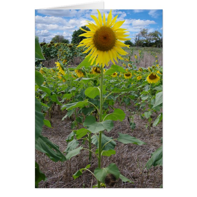 Kansas Flowers (Voorkant)