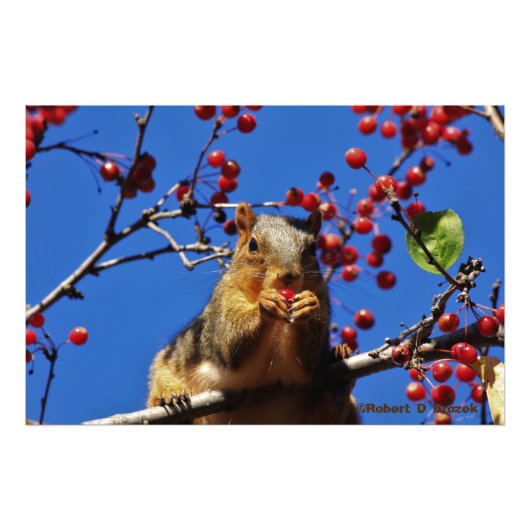 Kansas Fox Tail Squirrel Foto Poster. Afdruk (Voorkant)
