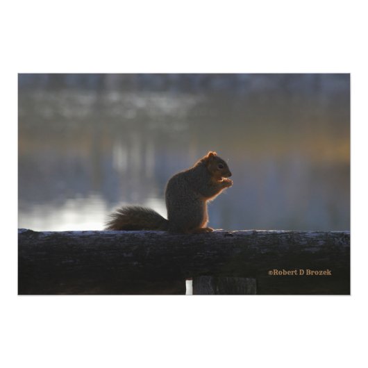 Kansas Fox Tail Squirrel Poster/Fotouitbreiding Foto Afdruk (Voorkant)