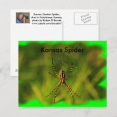 Kansas Garden Spider POST CARD Briefkaart (Voorkant / Achterkant)