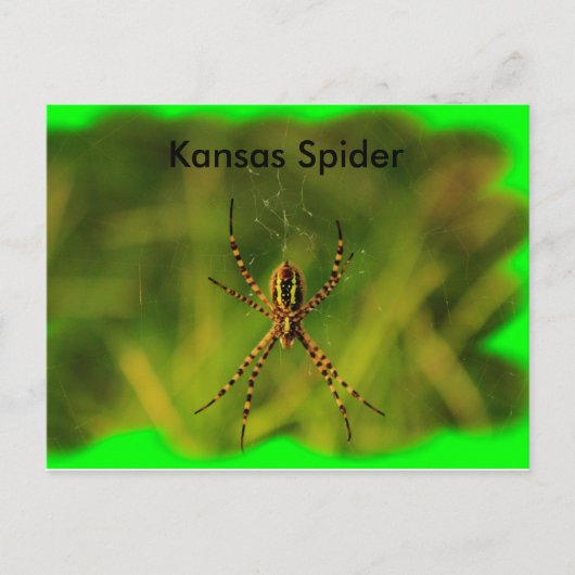 Kansas Garden Spider POST CARD Briefkaart (Voorkant)