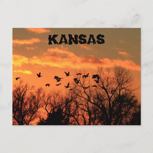 Kansas Golden Sunset met ganzen, bomen. briefkaart (Voorkant)
