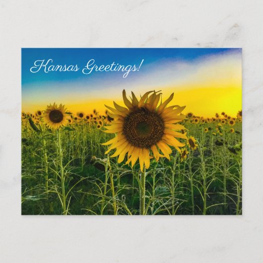 Kansas Groeten Zonnebloemenveld Briefkaart (Voorkant)