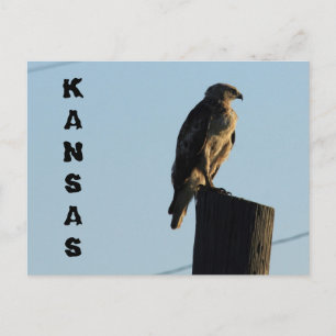 Kansas Hawk op een Kaart van Pole Closeup Post.