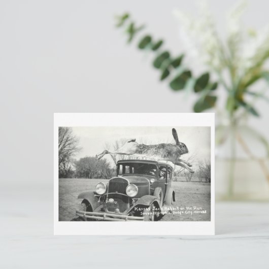  Kansas Jackrabbit Oddity Briefkaart (Staand voorkant)